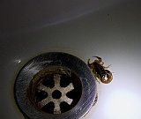 Scorpion in our bathroom at Tarangire Safari Lodgre